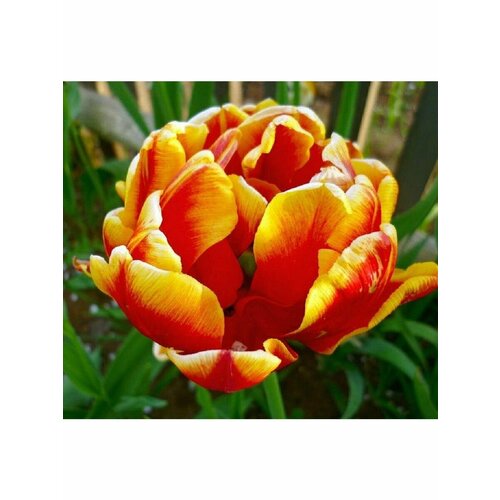 Тюльпан Луковица, Дабл 007, 5шт крупные, разбор 12/14