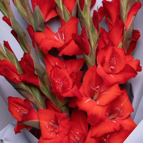 Гладиолусы Красный Микс 10 шт