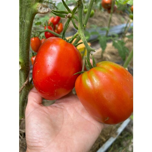 Польская слива тетушки сварло. Редкий сорт.