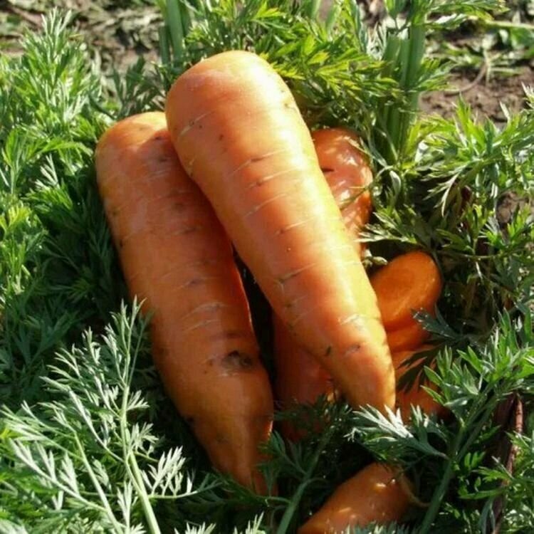 Коллекционные семена моркови Каскад F1