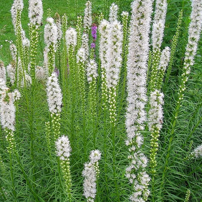 Лиатрис SPICATA ALBA ( 5 луковиц )