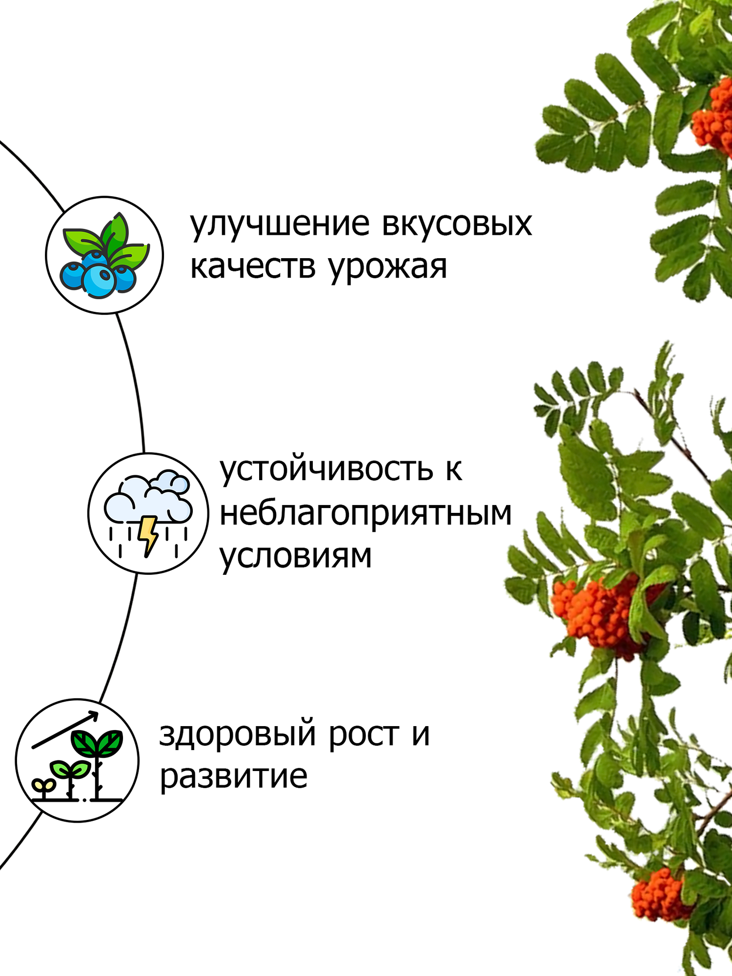 Удобрение для плодовых и ягодных водорастворимое Пуршат 3 кг - фотография № 3