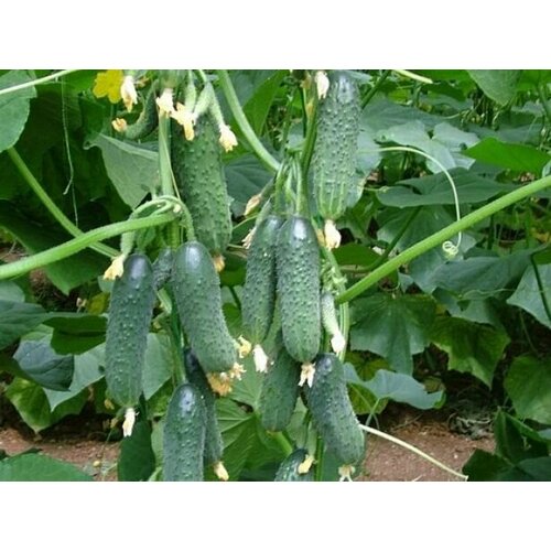 Коллекционные семена огурца Темп F1