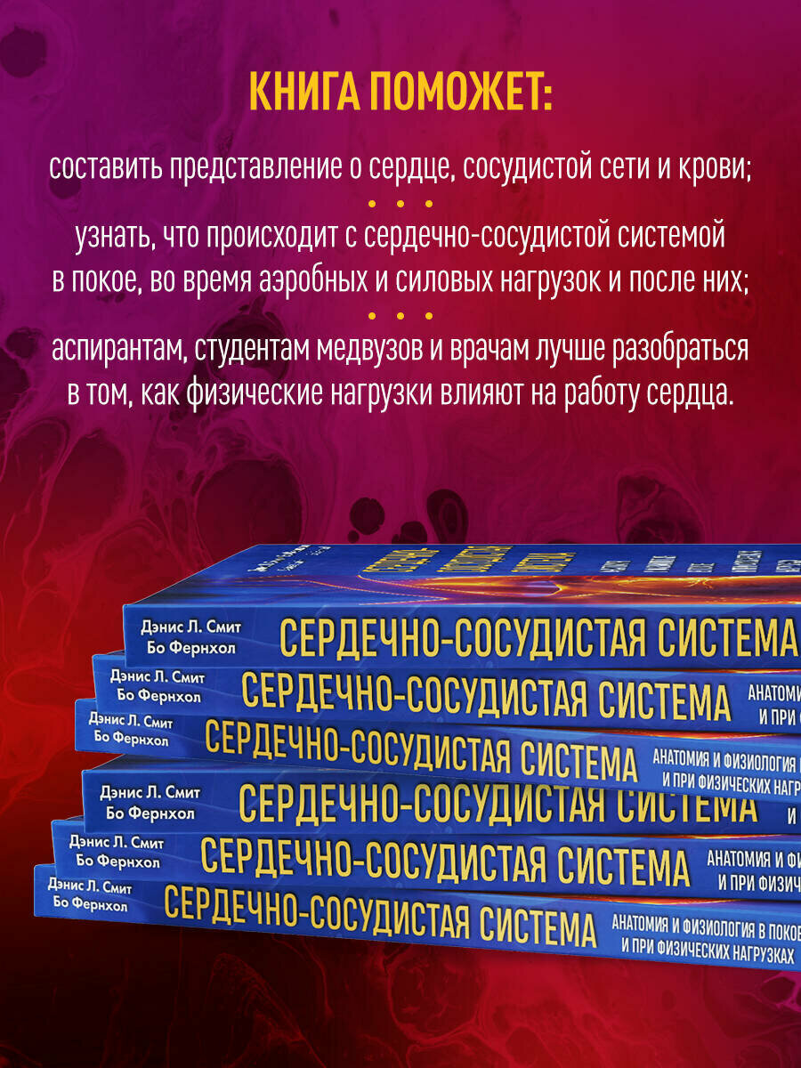 Анатомия и физиология сердечно-сосудистой системы - фото №3