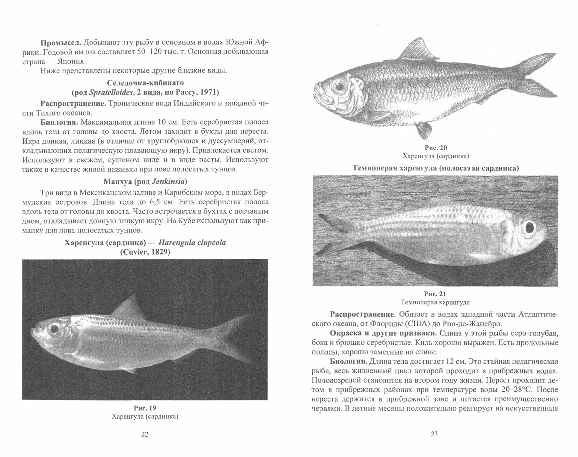 Краткое описание промысловых рыб Мирового океана. Клюпеоидные. Учебное пособие - фото №4