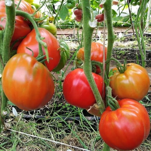 Томат Красный бык автор. (семена).