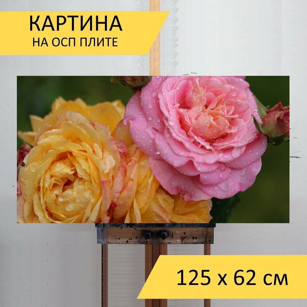 Картина на ОСП 125х62 см. "Розы, капля дождя, кустовые розы" горизонтальная, для интерьера, с креплениями