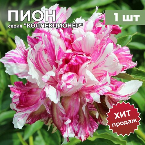 пион алерти 1 корневище darwin plants голландия Пион/Корневище пиона на посадку Киринмару (1 шт)