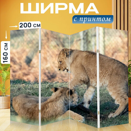 Ширма перегородка с принтом "Львенок, ребенок лев, молодой лев" на холсте - 200x160 см. для зонирования, раскладная