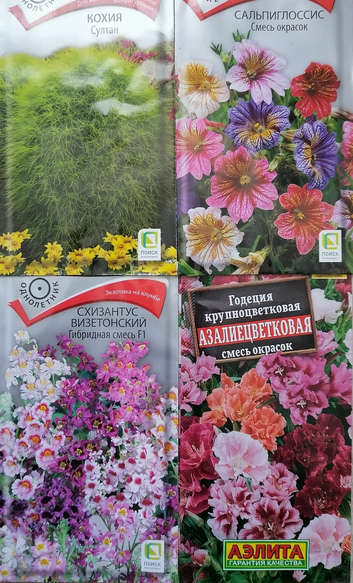 Набор 1 супер цветов однолетников для клумбы Сальпиглоссис Кохия Схизантус Годеция азалиецветковая (4 пачки)