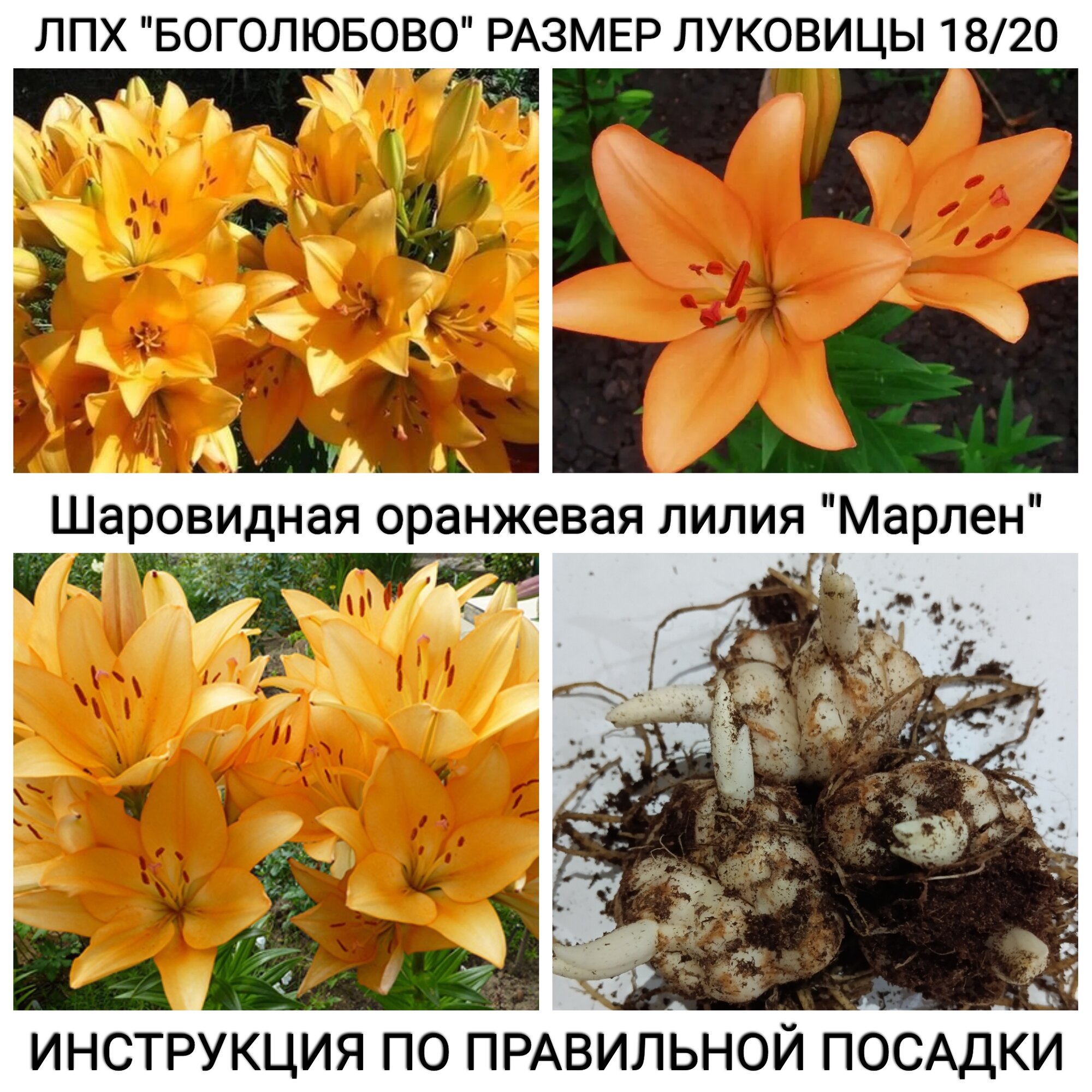 Шаровидная оранжевая лилия "Марлен" Размер луковицы 18/20 упаковка 3 шт.