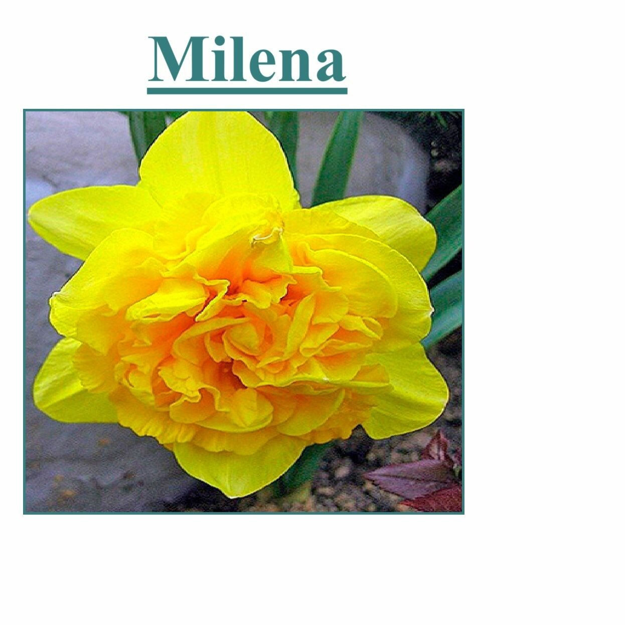 Изображение Луковицы Нарциссы махровые Milena+Ice King 2шт