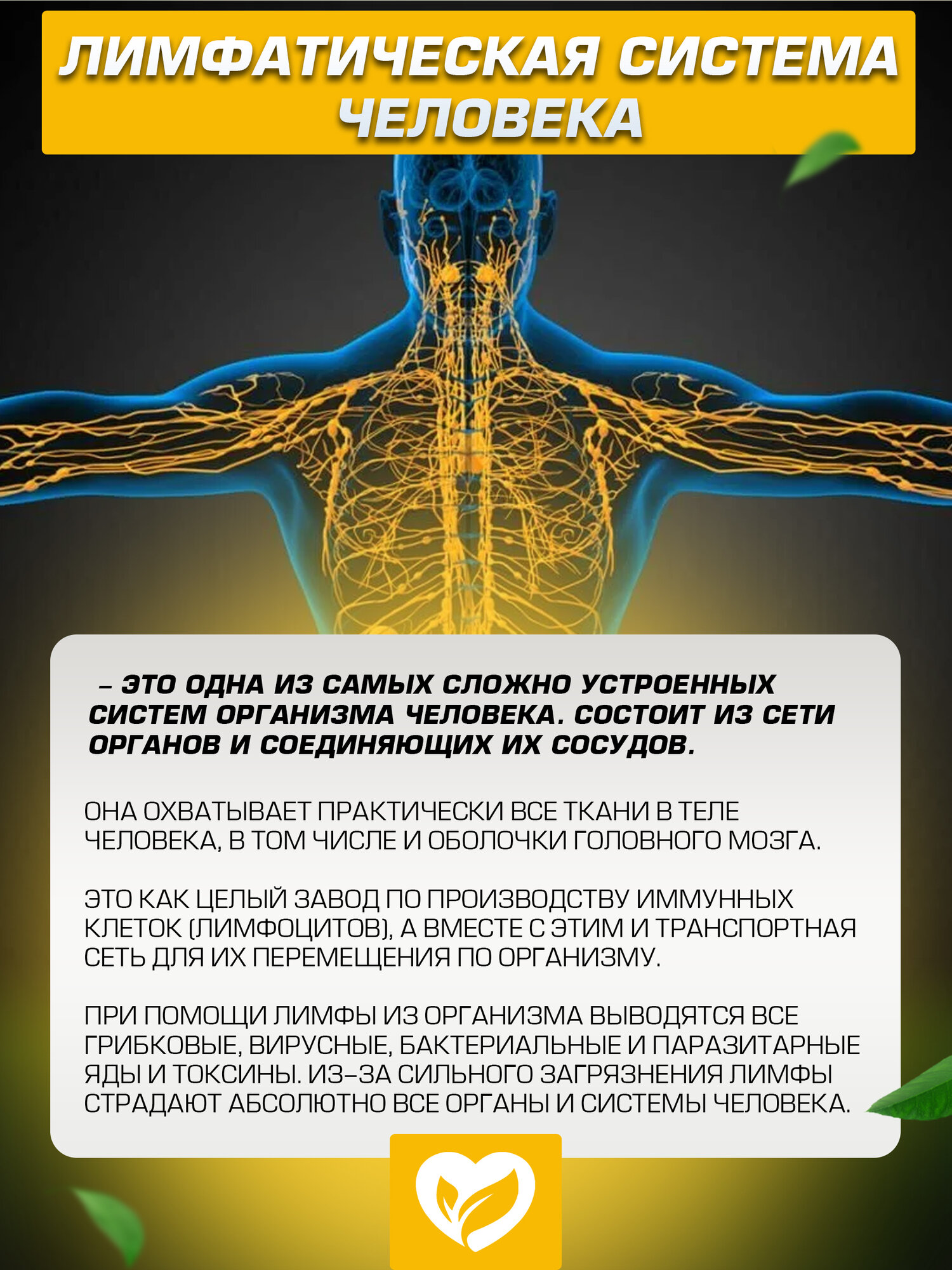 Картинки Чай Лимфодренажный сбор от отеков 10 саше по 10 г.