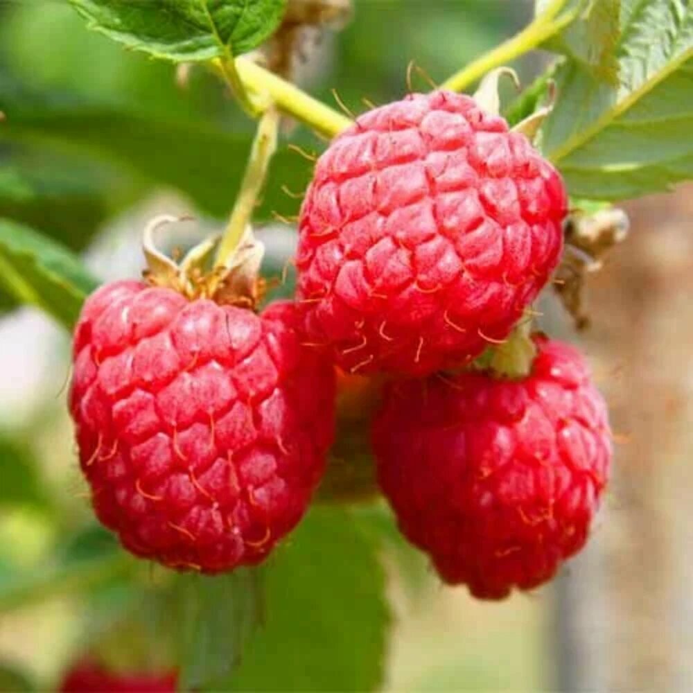 Малина крупноплодная Соколица / 2 шт морозостойкий среднеспелый сорт