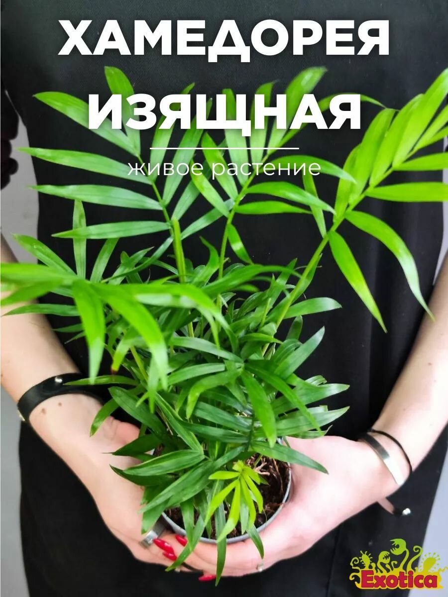 Хамедорея Изящная или Бамбуковая Пальма (Chamaedorea Elegans) D9см комнатный цветок