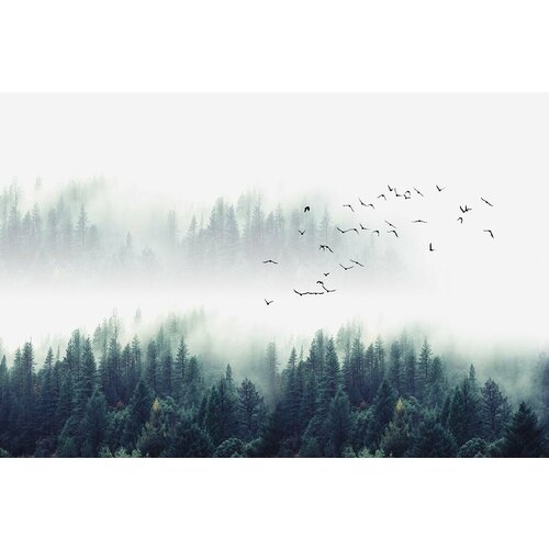 Фотопанно DeliceDecor П 020 Туманный лес 150х100см