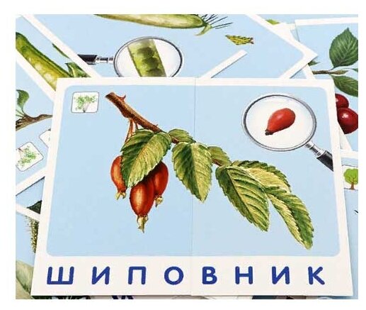Дуб. Мир растений. Набор карточек с картинками - фото №5