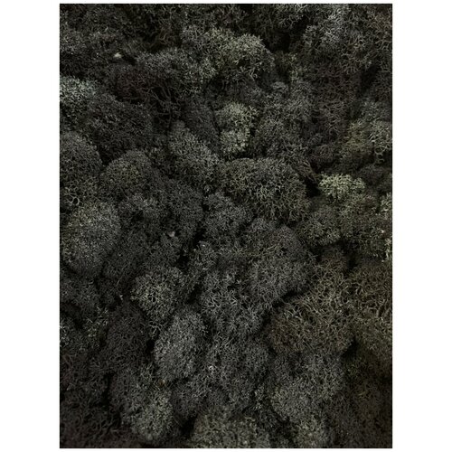 Стабилизированный мох ягель 0,5 кг черный для декора, дизайна и озеленения / мох для хобби, творчества и флористики