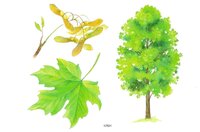 Набор карточек Мозаика-Синтез Мир в картинках. Деревья и листья 29.5x21.5 см 8 шт.