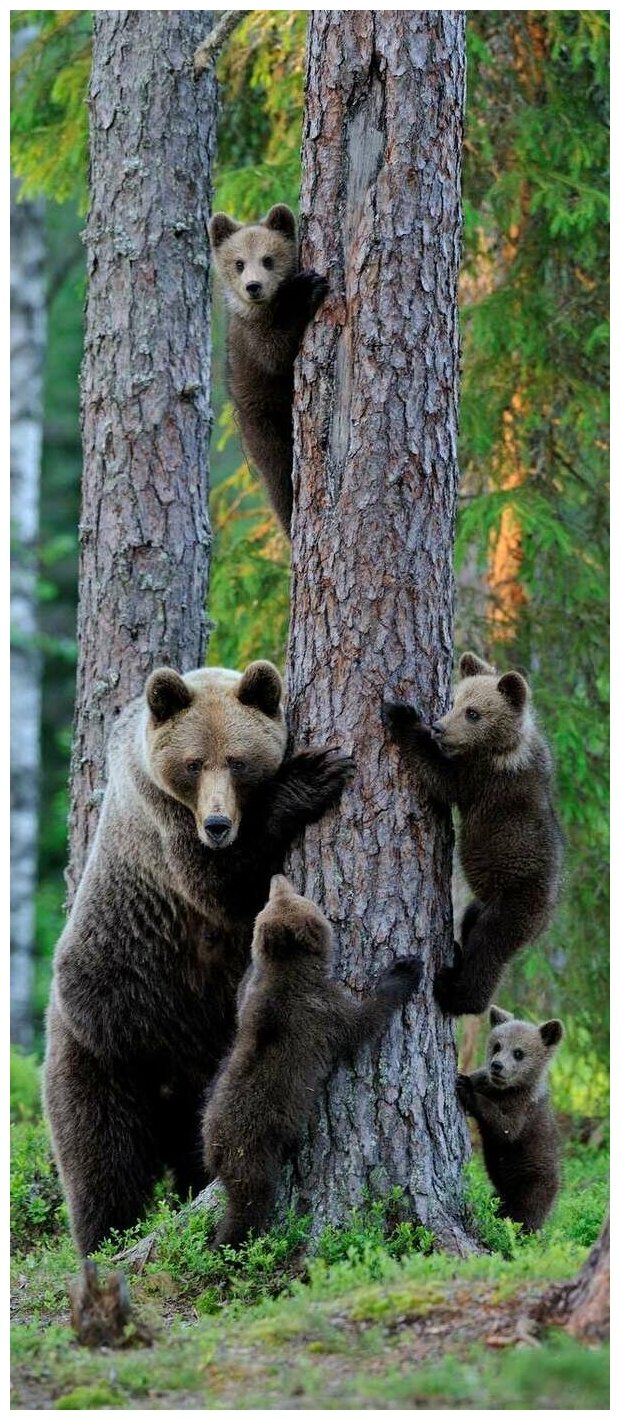 Самоклеящиеся фотообои "Медведи", размер: 90x210 см
