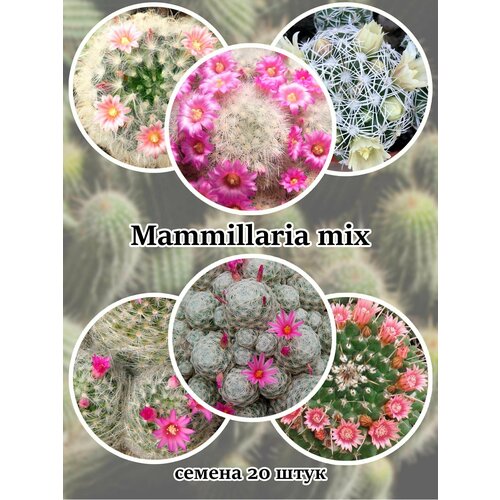 Кактус Mammillaria (смесь видов) семена 20 штук