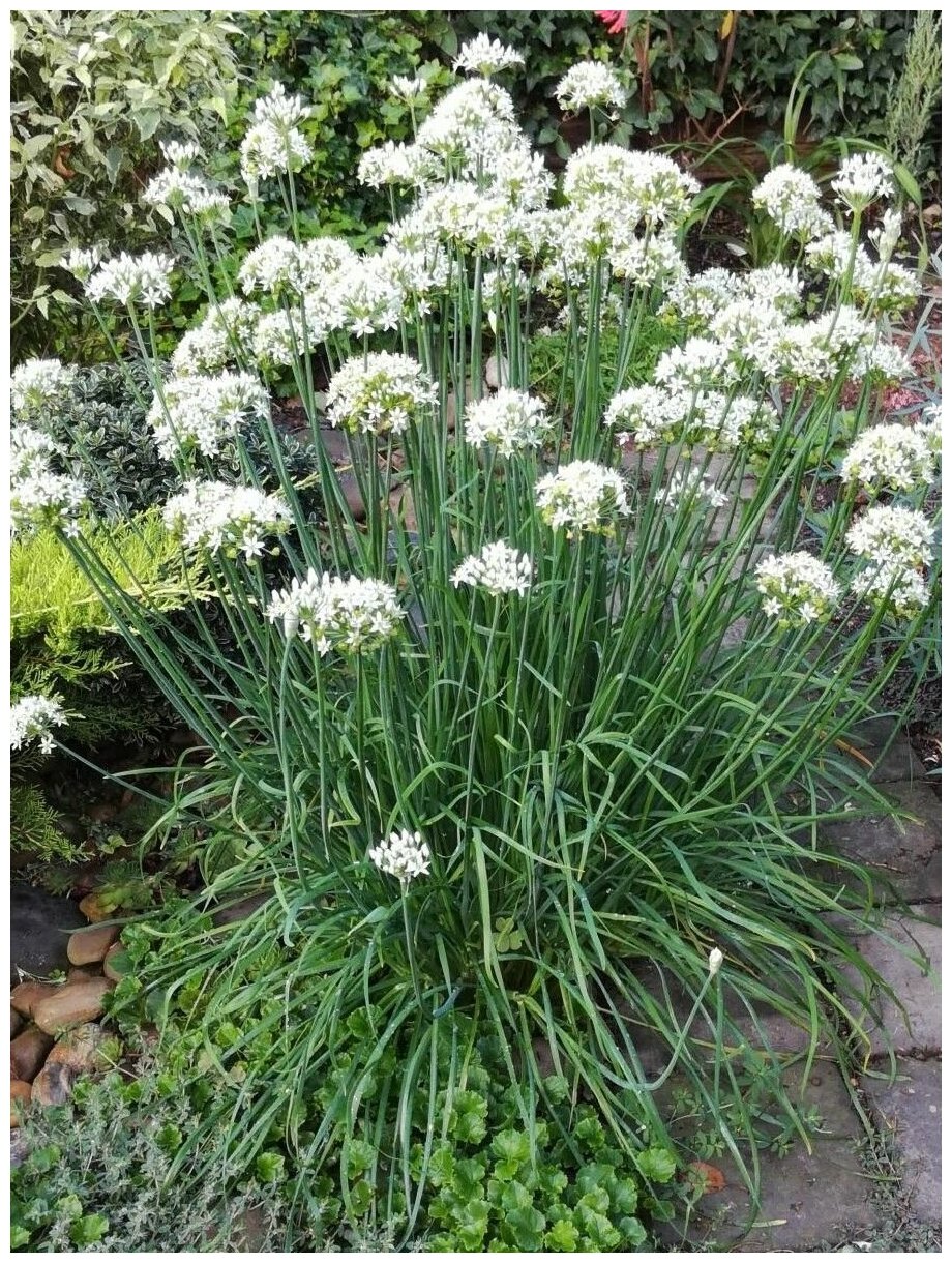 Семена Лук Джусай (Allium odorum), 25 штук