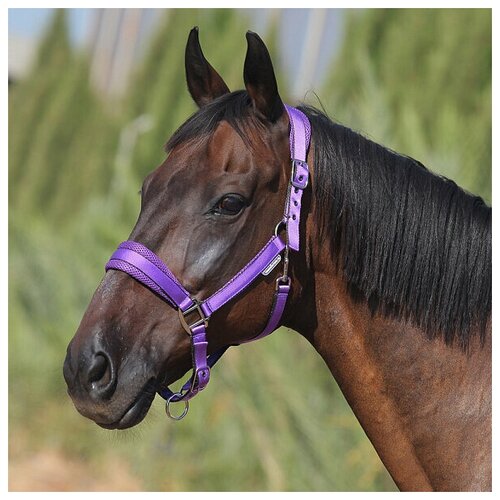 Недоуздок AIR MAX фиолетовый (pony)