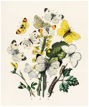 Постер / Плакат / Картина Бабочки - Полёт бабочек 40х50 см в раме