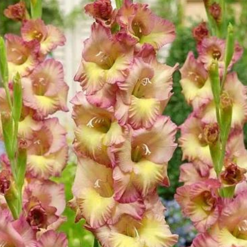 Гладиолус Конка Верде 10 шт