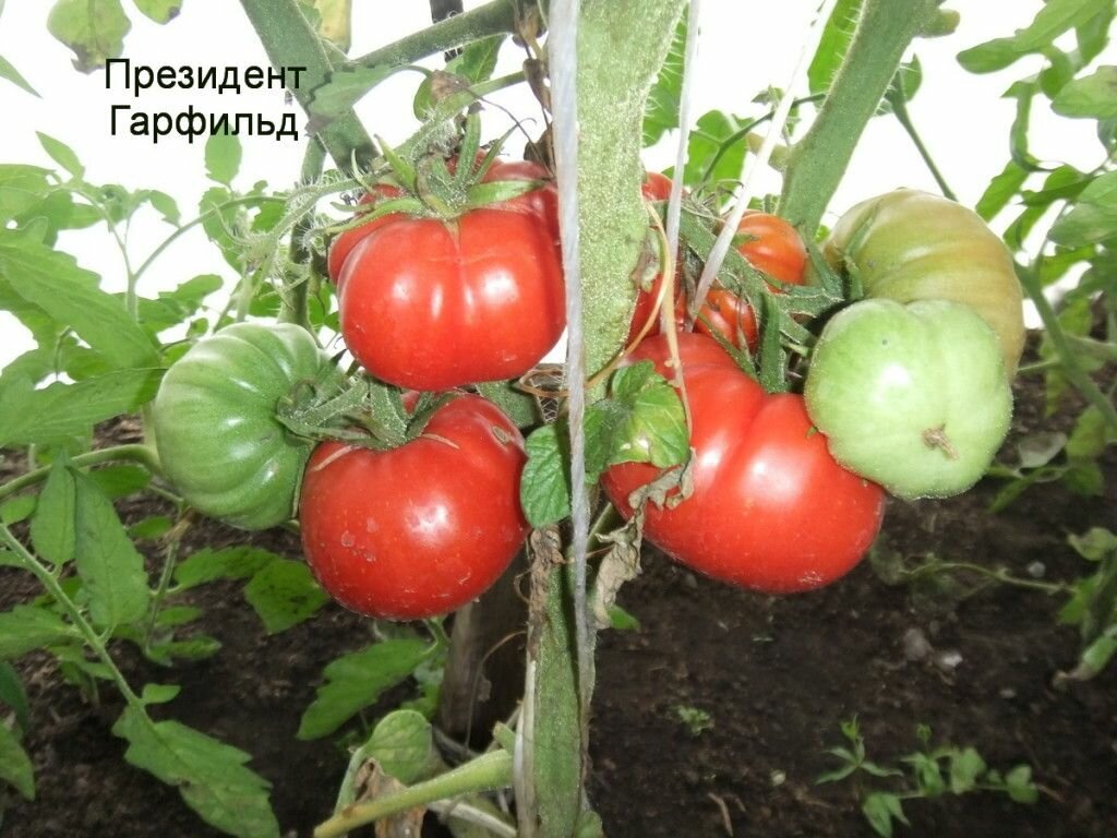 Коллекционные семена томата Президент Гарфилд