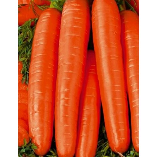 Коллекционные семена моркови F1 Нарбонне