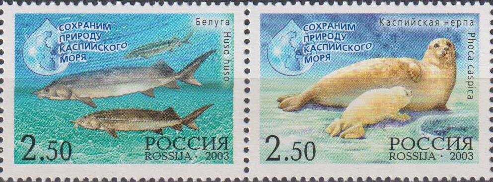 Почтовые марки Россия 2003г. "Сохраним природу Каспийского моря" Рыбы MNH