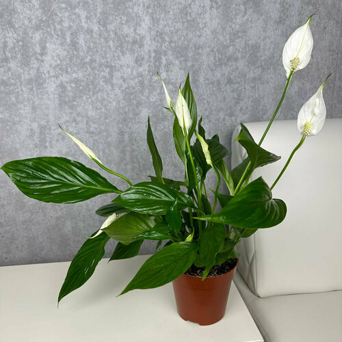 Спатифиллум женское счастье, комнатное растение живое в горшке, высота 40 см, дм 12 Sharmonic Fleur