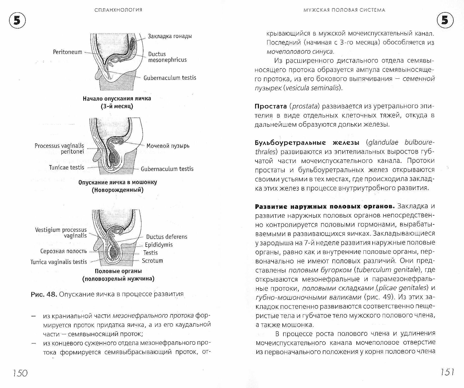 Спланхнология. Лекции по анатомии человека - фото №2