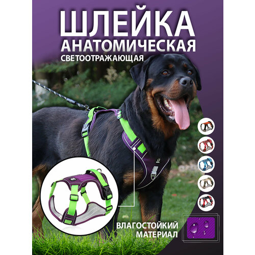 Шлейка для собак фиолетовая M
