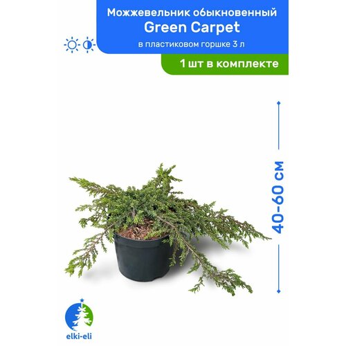 Можжевельник обыкновенный Green Carpet (Грин Карпет) 40-60 см в пластиковом горшке 3 л, саженец, хвойное живое растение можжевельник средний gold star голд стар 30 40 см в пластиковом горшке 0 5 2 л саженец хвойное живое растение