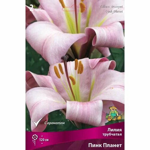 Лилия трубчатая Пинк Планет размер луковицы 1416 746₽