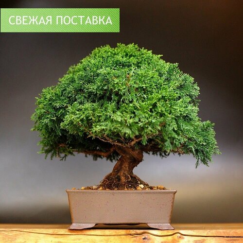 Бонсай Можжевельник, 31см, 45 лет