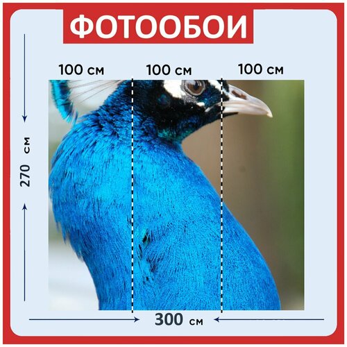 Фотообои Павлин синий оперение 300x270 см флизелиновыена стену 3960₽