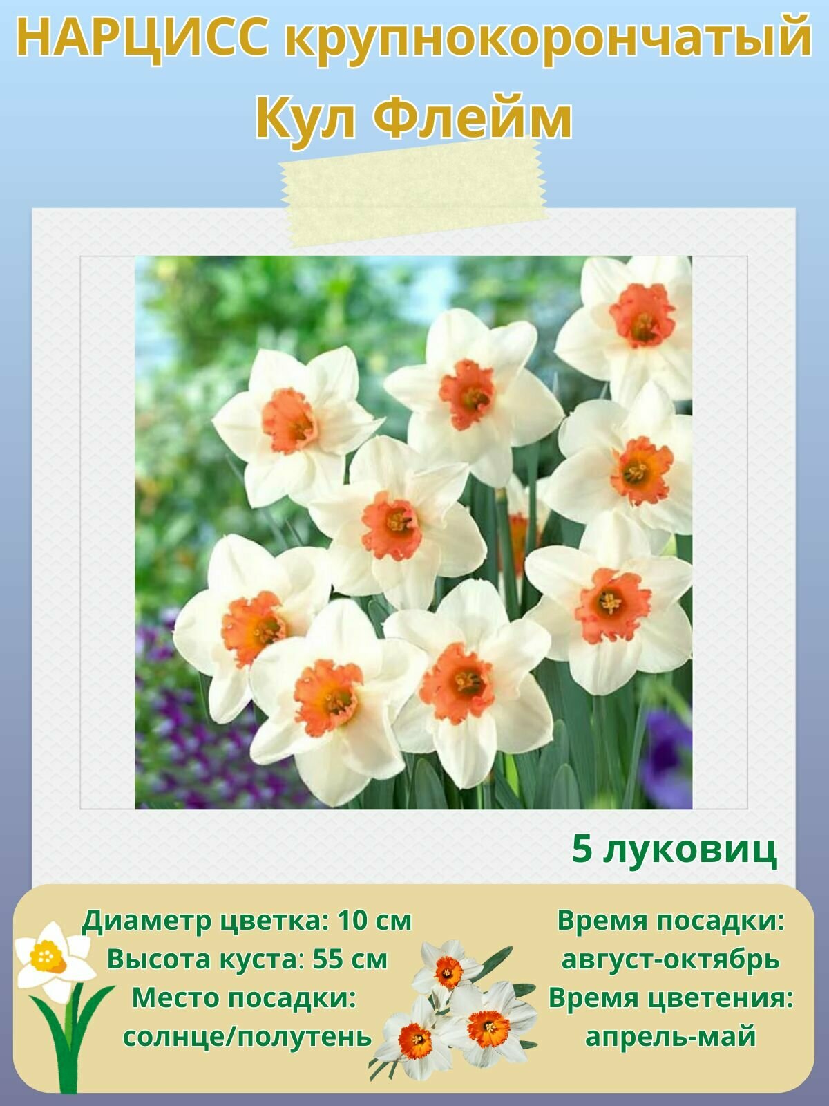 Нарцисс крупнокорончатый Кул Флейм многолетние цветы луковицы 5 шт