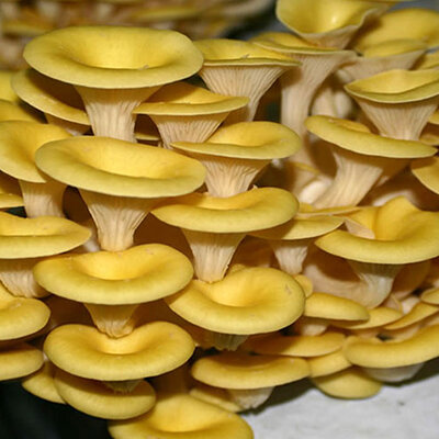 Вешенка золотая на древесном носителе (12 шт.)