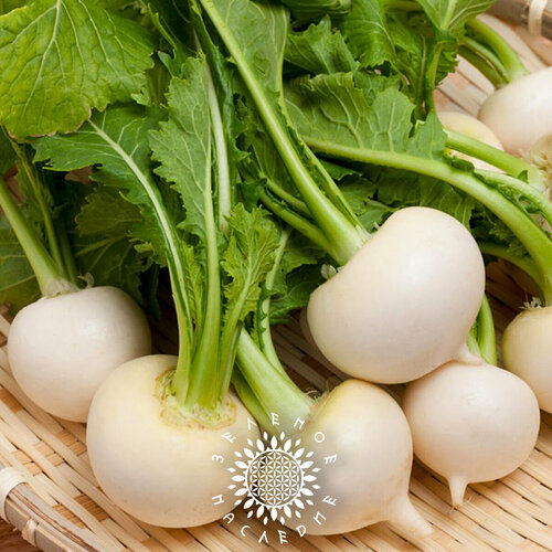 Семена Репа Орбита (лат. Brassica rapa subsp. rapa) 50шт от Green Legacy