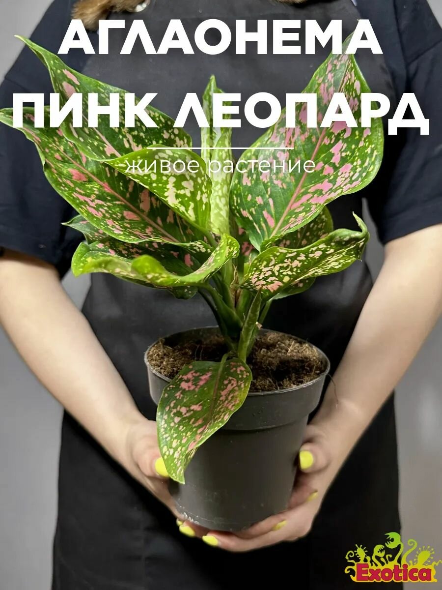 Аглаонема Пинк Леопард (Aglaonema Pink Leopard) D12см живое растение