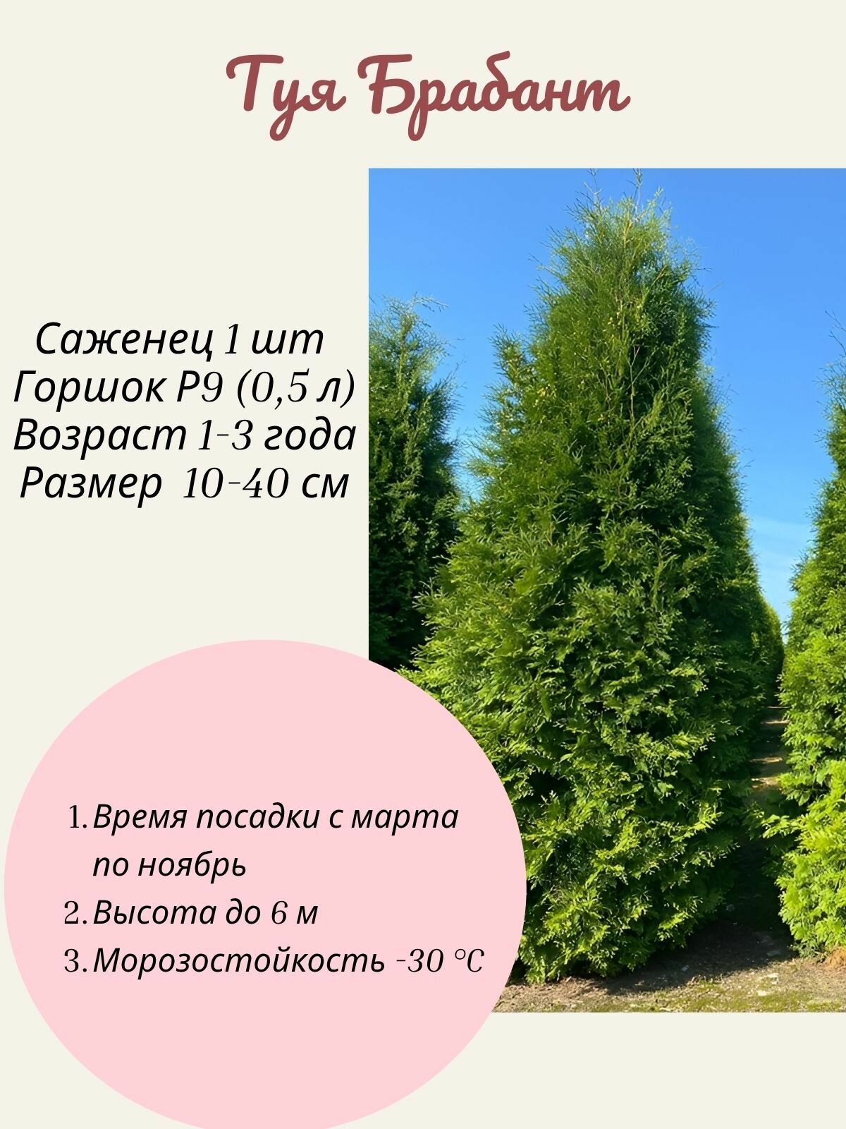Туя Brabant (Брабант) 1 шт саженец в горшке Р9