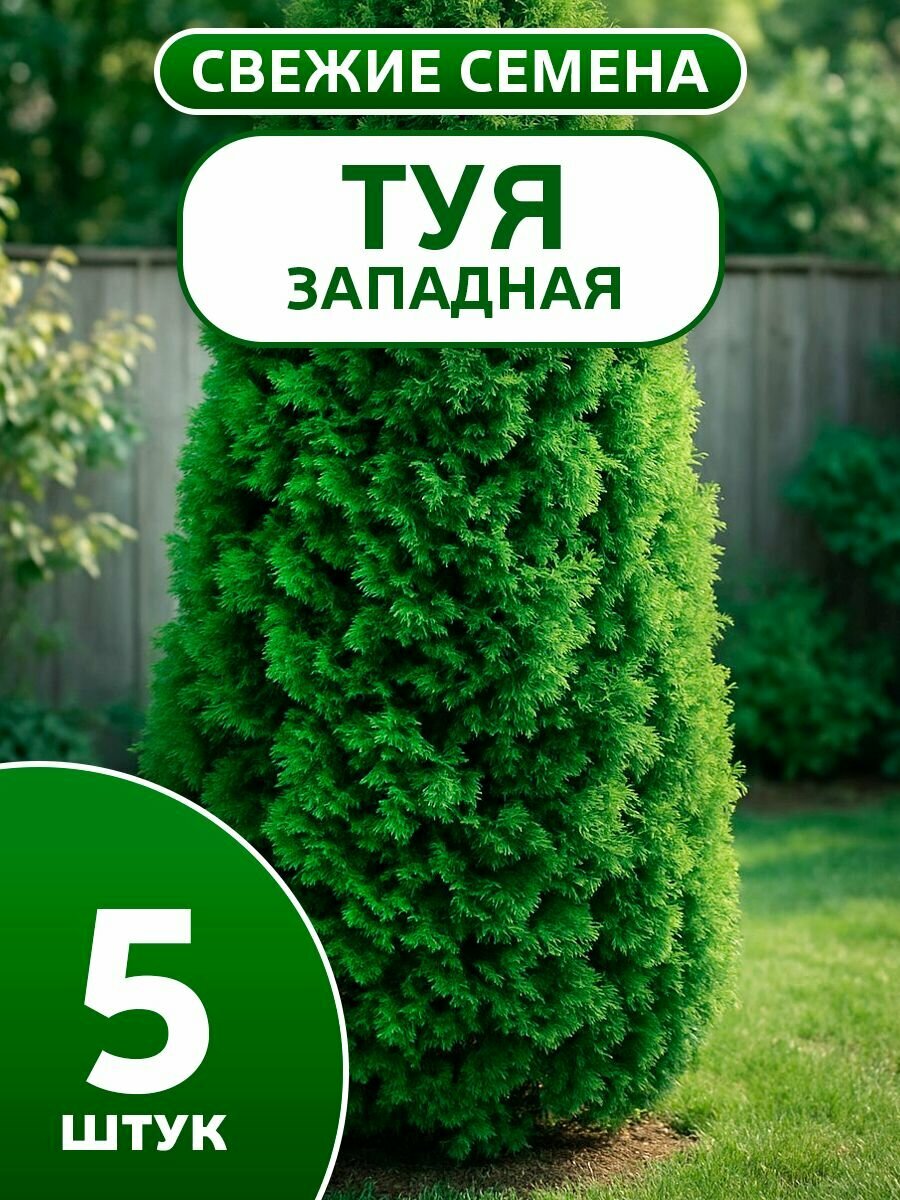 Семена туи западной для выращивания