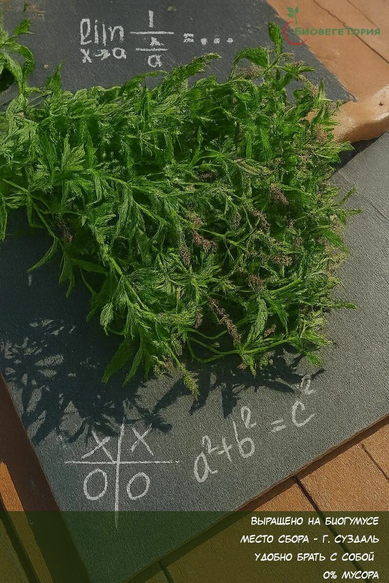 Мята сушеная для чая Детская на развес 15 г  БиовегеТория