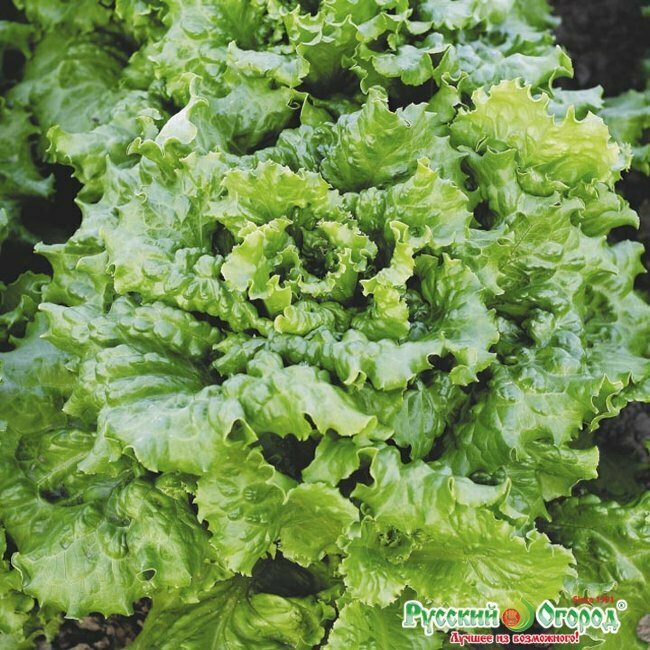 Семена Салат Кучерявец Одесский полукочанный 0.3г (Дачаtime)