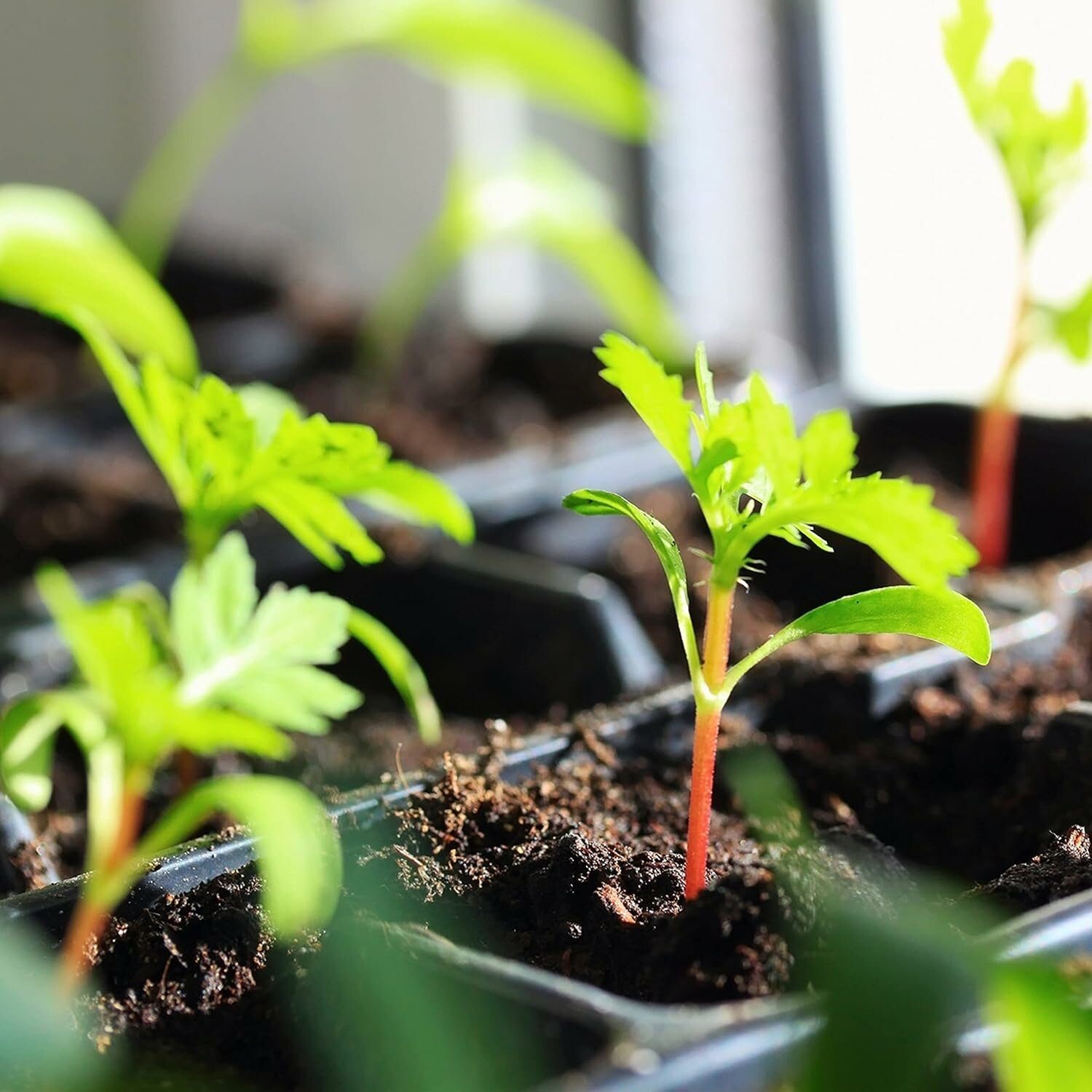 Кокосовый субстрат для растений UGroCoco UGRO Pot Small Rhiza. — фото 1