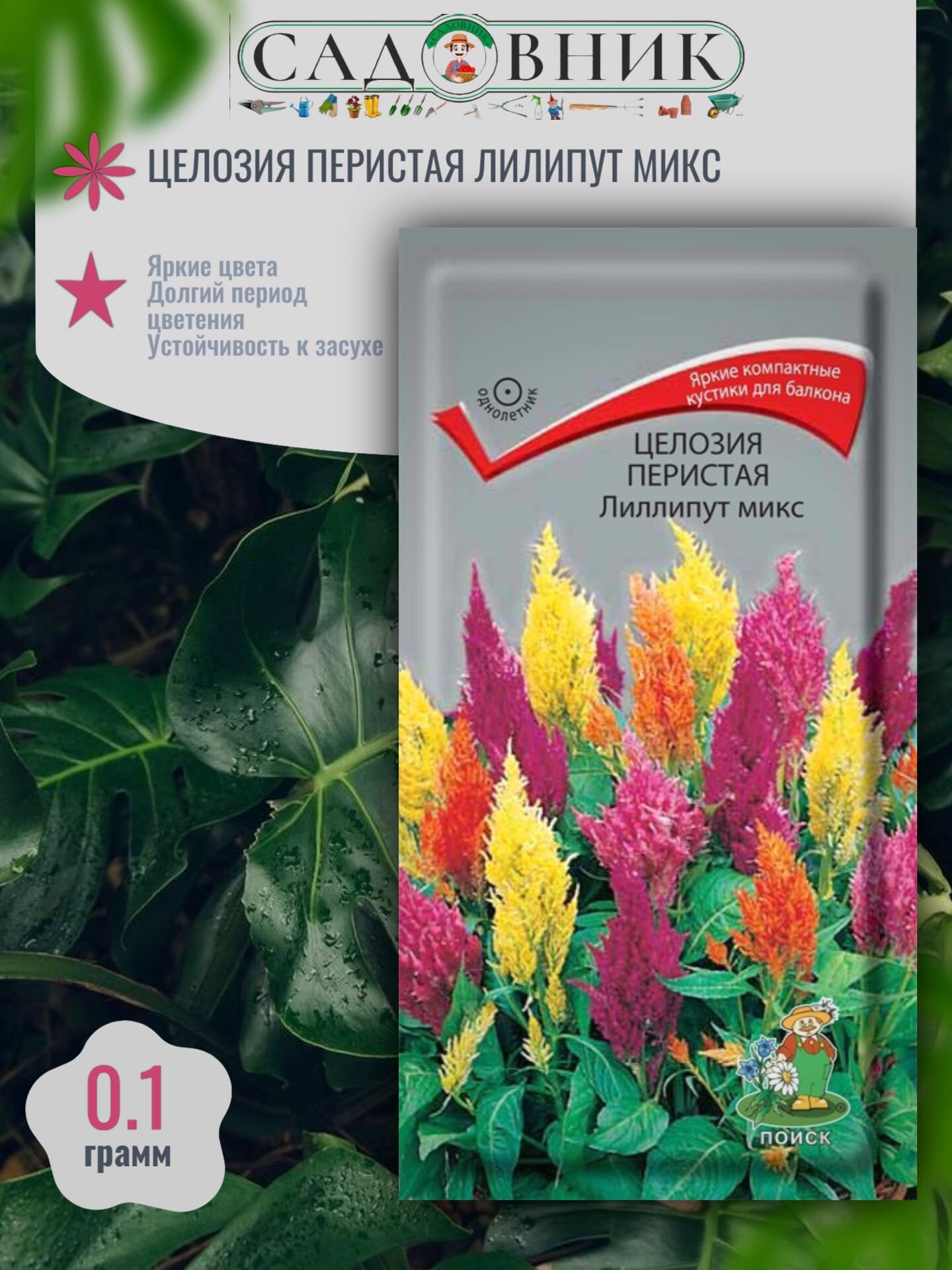 Целозия перистая Лилипут Микс Поиск 01г