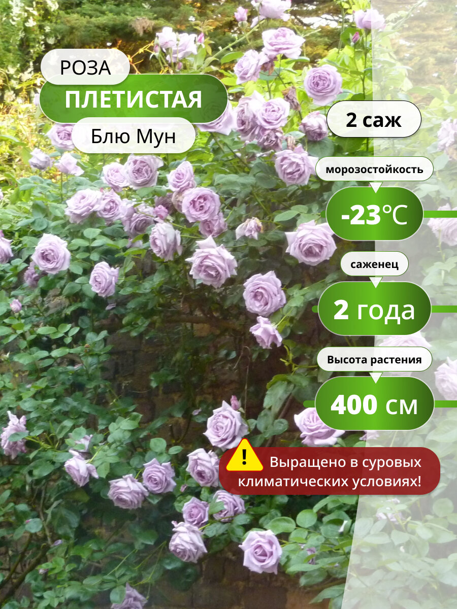 Роза плетистая 